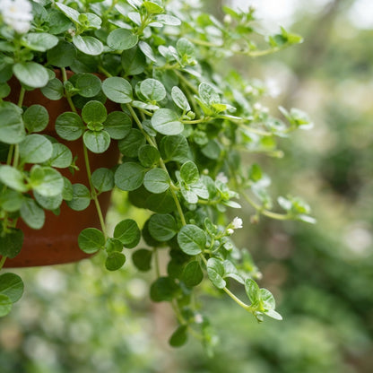Bacopa Snowtopia Flower Seeds for Planting