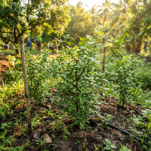 Bael Tree (Aegle marmelos) Seeds for Planting