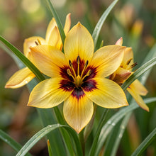 Baeometra Uniflora Flower Seeds For Planting
