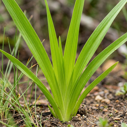 Baeometra Uniflora Flower Seeds For Planting