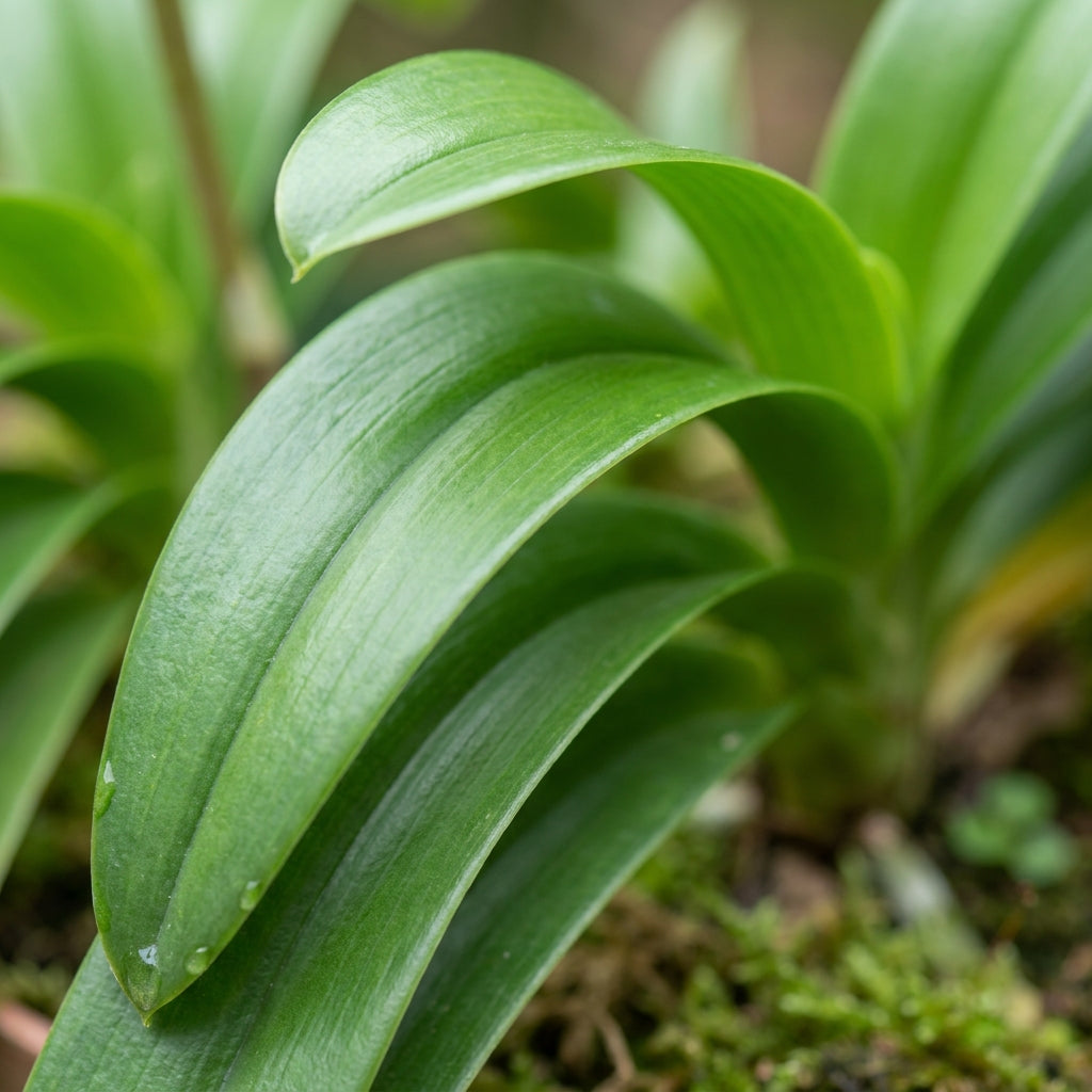 Ball Orchid Star Shaped Flower Seeds for Planting