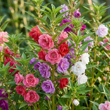 Balsam Bush Flowered Seeds – Seasonal Garden Flowers