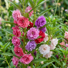 Balsam Bush Flowered Seeds – Seasonal Garden Flowers