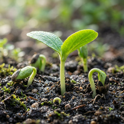 Banana Melon Seeds for Planting