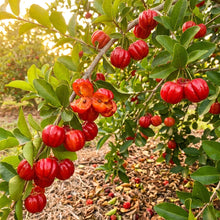 Barbados Cherry (Acerola, Malpighia emarginata) Seeds for Planting