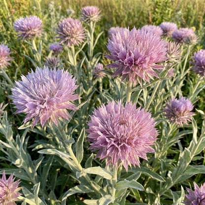 American Basket Flower Seeds for Garden Planting