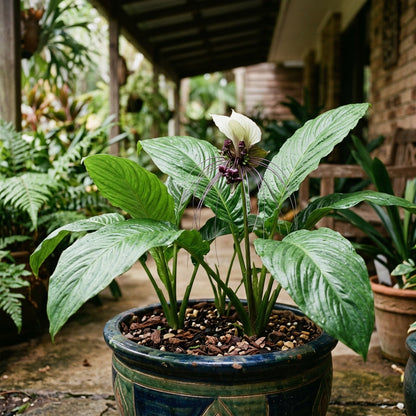 White Bat Flower Seeds for Indoor & Outdoor Planting - Tropical Decorative Flower Plants for Containers & Shade Gardens