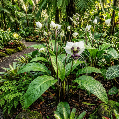 White Batflower Seeds - Tacca integrifolia Flower Seeds for Garden