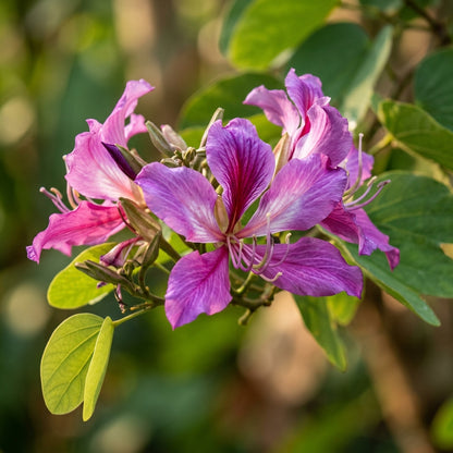 Bauhinia purpurea Seeds for Planting