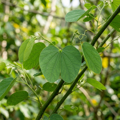 Bauhinia purpurea Seeds for Planting