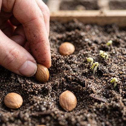 Beach Plum Seeds for Planting