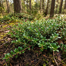 Bearberry Seeds for Planting