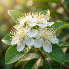 Arka Mridula Guava Seeds for Planting
