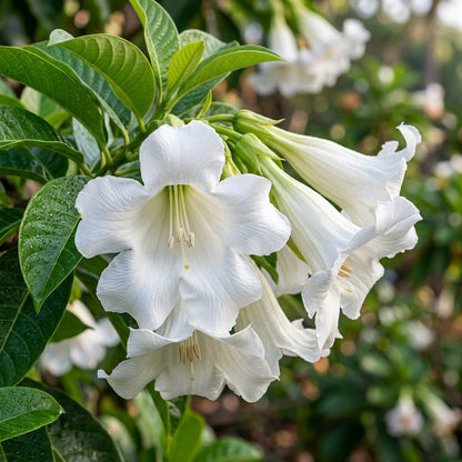 Beaumontia Grandiflora Flower Seeds For Planting
