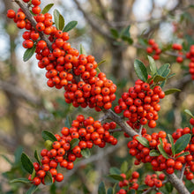 Yaupon Holly Seeds Ilex vomitoria – Evergreen Garden Plant Seeds for Planting