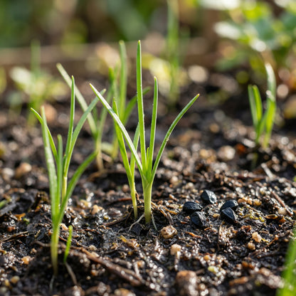 Scallion Seeds – Evergreen Hardy White Nebuka Bunching Onion Seeds for Kitchen Gardens