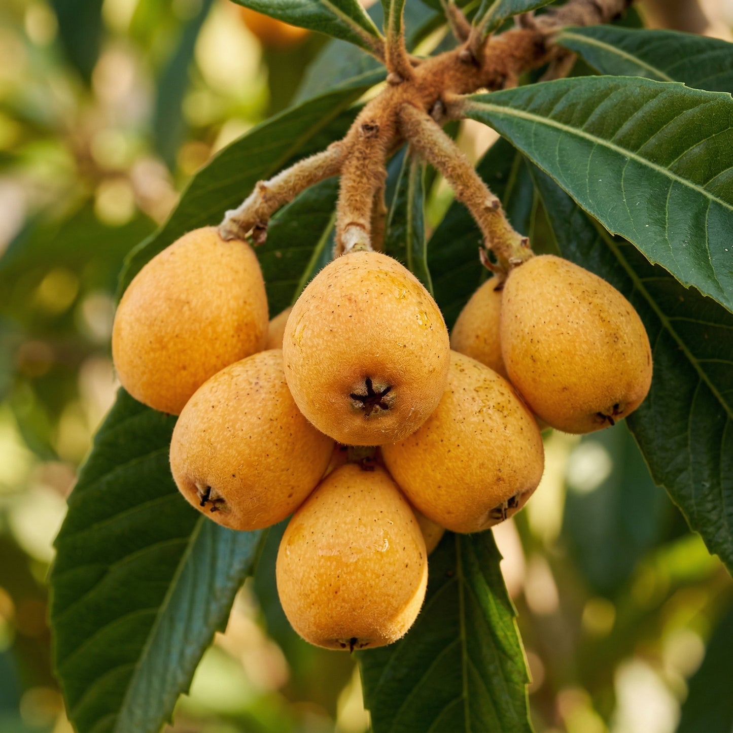 Loquat Tree Seeds (Eriobotrya japonica) – Asian Fruit Tree Seeds for Home Garden & Orchard