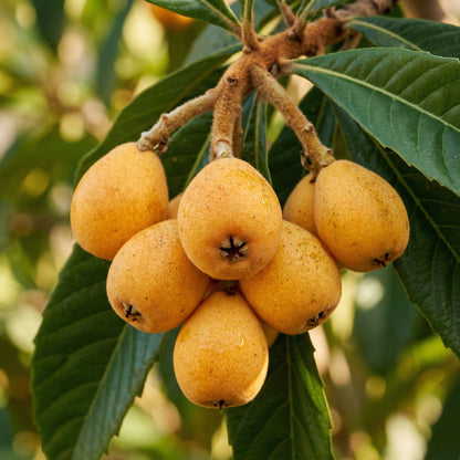 Loquat Tree Seeds (Eriobotrya japonica) – Asian Fruit Tree Seeds for Home Garden & Orchard