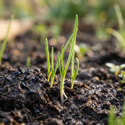 Walla Walla Onion Seeds Sweet Onion Seeds Allium cepa Heirloom Bulb Seeds