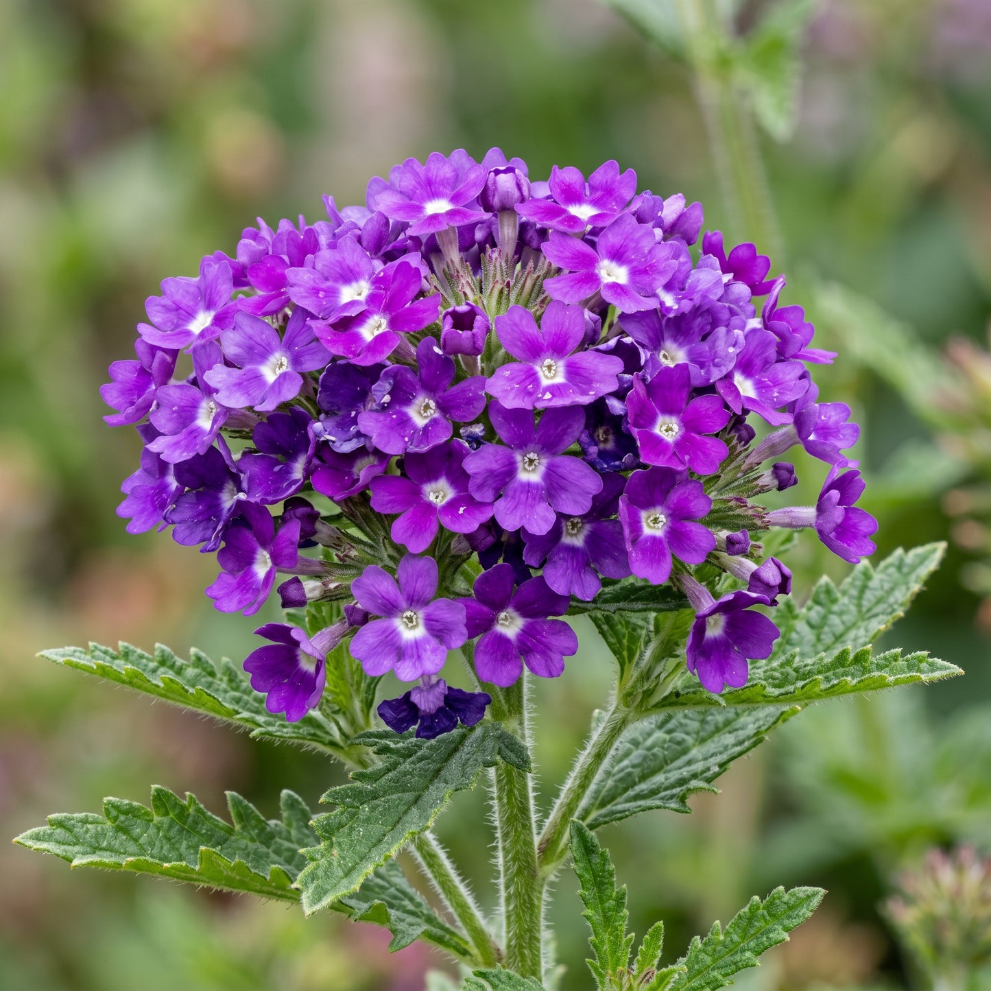 Mixed Verbena Seeds – Creeping Ground Cover Flower Seeds