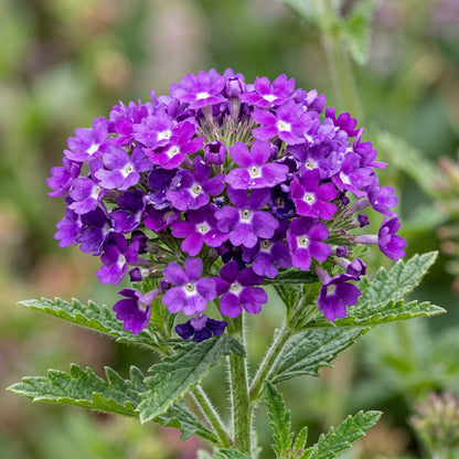 Mixed Verbena Seeds – Creeping Ground Cover Flower Seeds