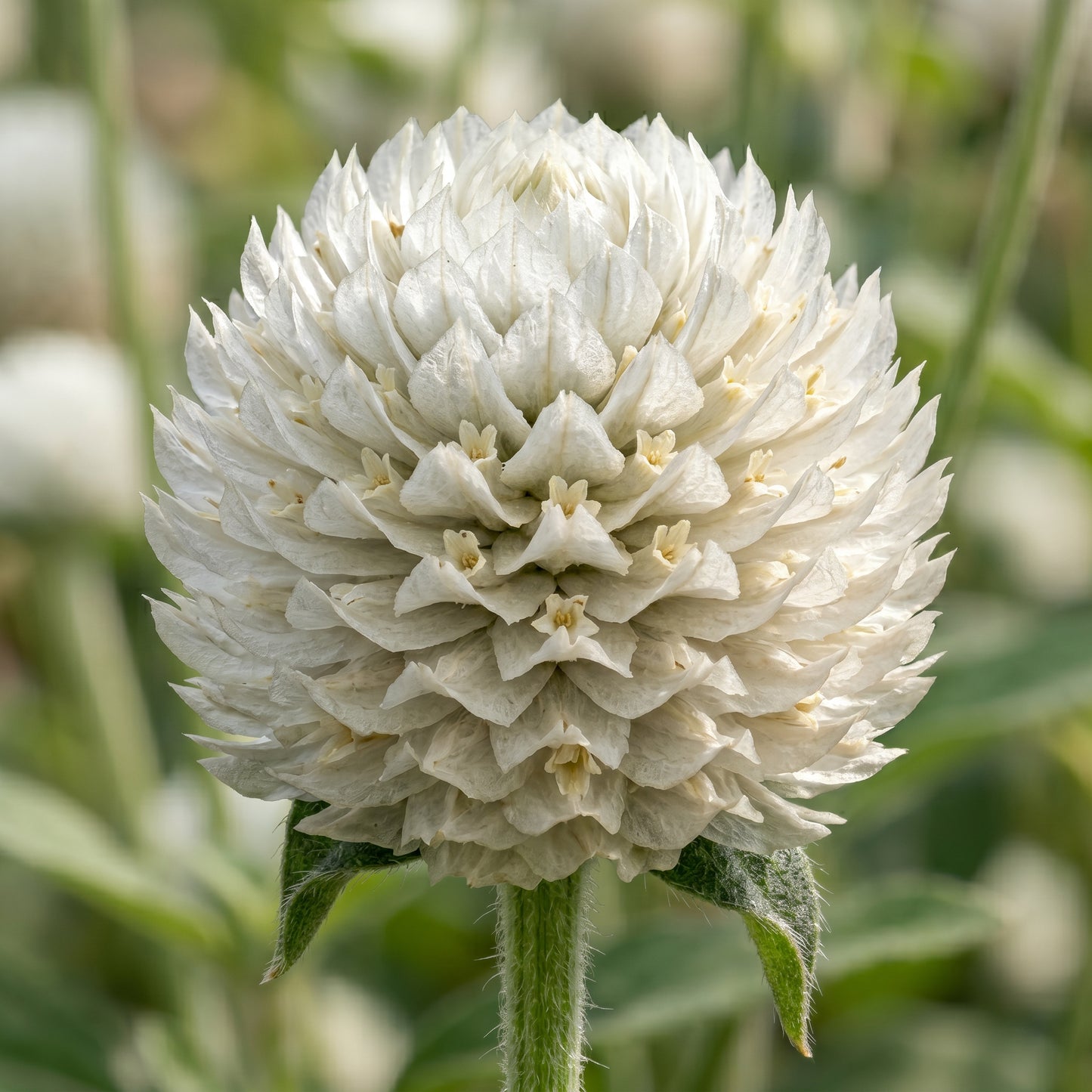 Globe Amaranth Seeds (Gomphrena globosa) – Mixed Color Flower Seeds
