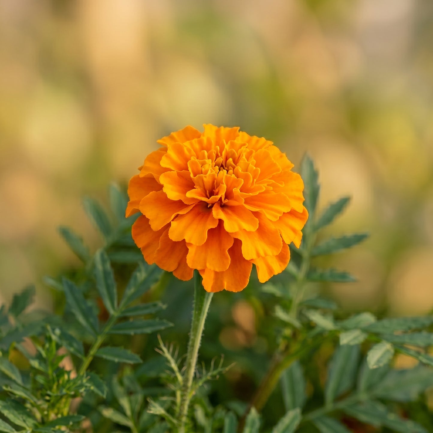 Petite Marigold Seeds Tagetes patula Mixed Dwarf Flower Seeds