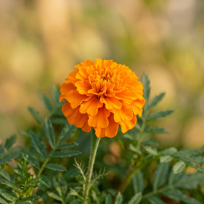 Petite Marigold Seeds Tagetes patula Mixed Dwarf Flower Seeds
