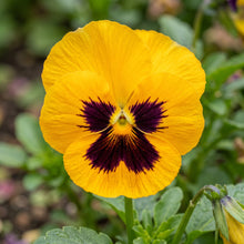Pansy Swiss Giants Mix Flower Seeds (Viola × wittrockiana)