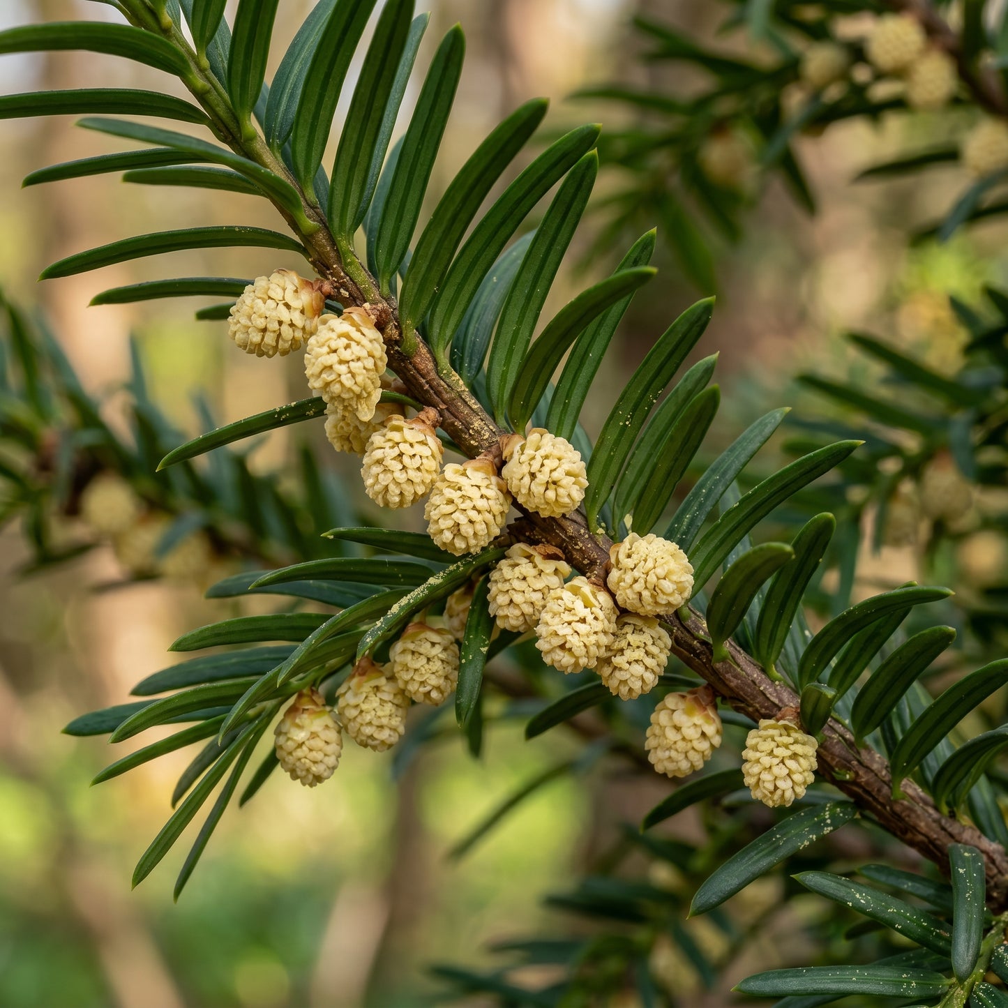 English Yew Seeds (Taxus baccata) – Evergreen Garden Seeds