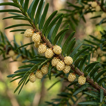 English Yew Seeds (Taxus baccata) – Evergreen Garden Seeds