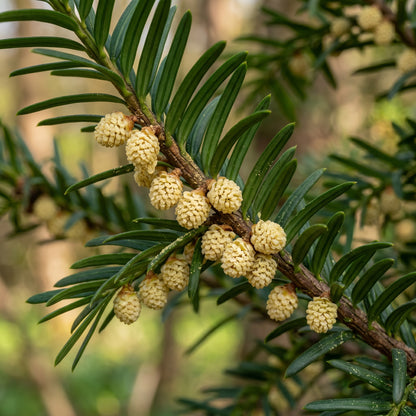 English Yew Seeds (Taxus baccata) – Evergreen Garden Seeds