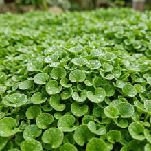Dichondra Carpet Vine Seeds – Low Growing Ground Cover Lawn Alternative Plant Seeds