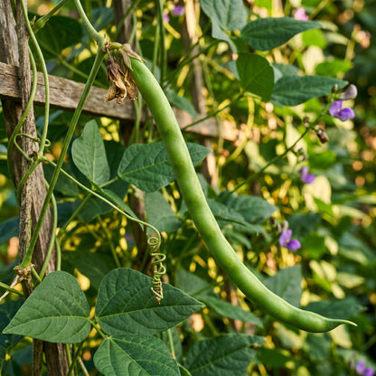 Black Eyed Pea Seeds Cowpea Seeds Vigna unguiculata Heirloom Legume Seeds
