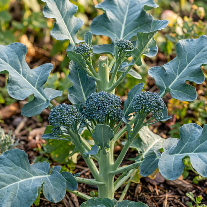 Broccoli Seeds Waltham Broccoli Seeds Brassica oleracea var italica