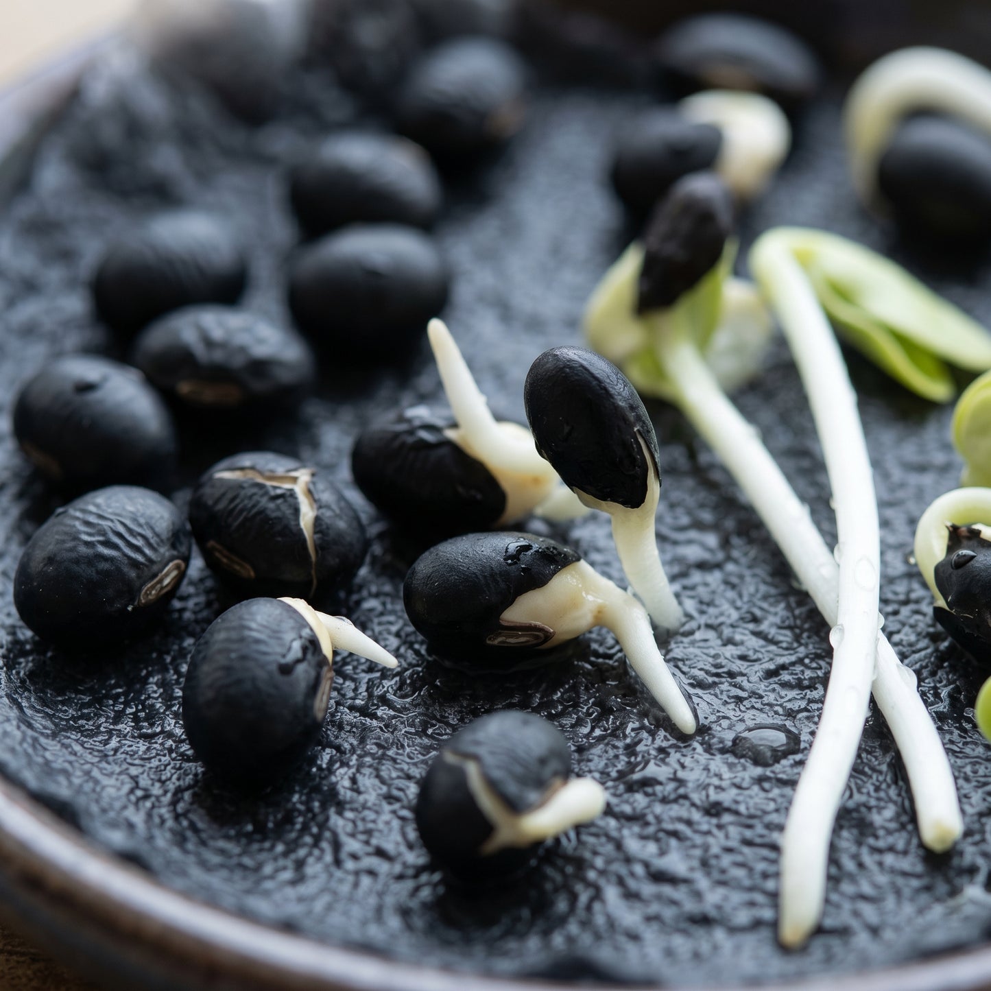 Black Soybean Seeds Black Soy Bean Seeds Glycine max Heirloom Legume Seeds