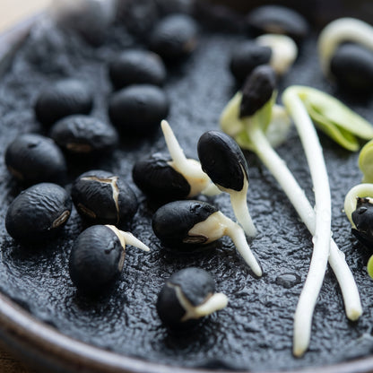 Black Soybean Seeds Black Soy Bean Seeds Glycine max Heirloom Legume Seeds