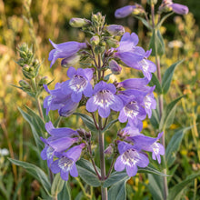 Penstemon Spectabilis Seeds Perennial Showy Flower Plant