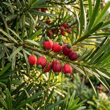 Podocarpus Macrophyllus Seeds Evergreen Ornamental Plant