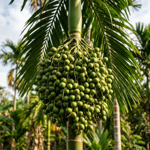 Betel Nut Seeds Areca catechu Tropical Areca Palm Tree Seeds