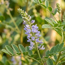 Licorice Seeds Glycyrrhiza glabra Perennial Plant Seeds