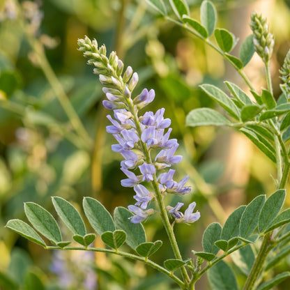 Licorice Seeds Glycyrrhiza glabra Perennial Plant Seeds