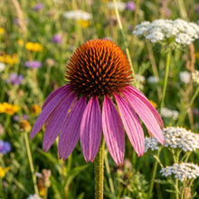 Wildflower Seeds Mix – 16 Variety Perennial Flower Blend