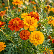 Petite Marigold Seeds Tagetes patula Mixed Dwarf Flower Seeds