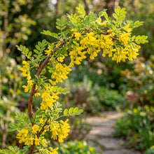 Siberian Pea Shrub Seeds (Caragana arborescens)