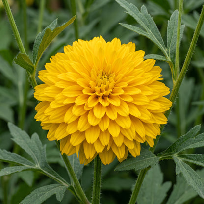 Rudbeckia laciniata Seeds – Tall Yellow Flower Seeds for Garden