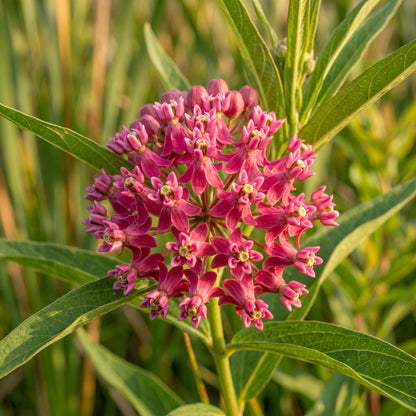 Mixed Color Milkweed Seeds – Asclepias Garden Flower Seeds