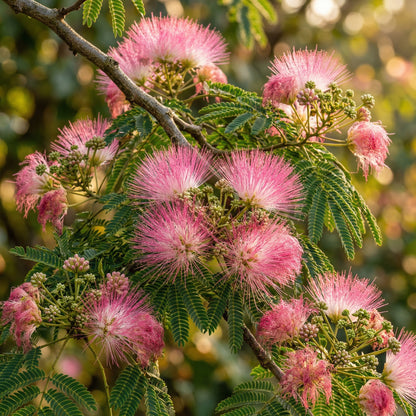 Mimosa Silk Tree Seeds Albizia julibrissin – Pink Flowering Landscape Tree & Bonsai Seeds for Planting