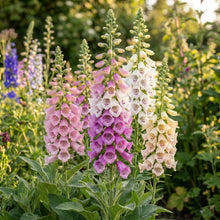 Foxglove Mixed Color Tall Spire Flower Seeds - Bulk Pack for Garden Borders and Landscaping