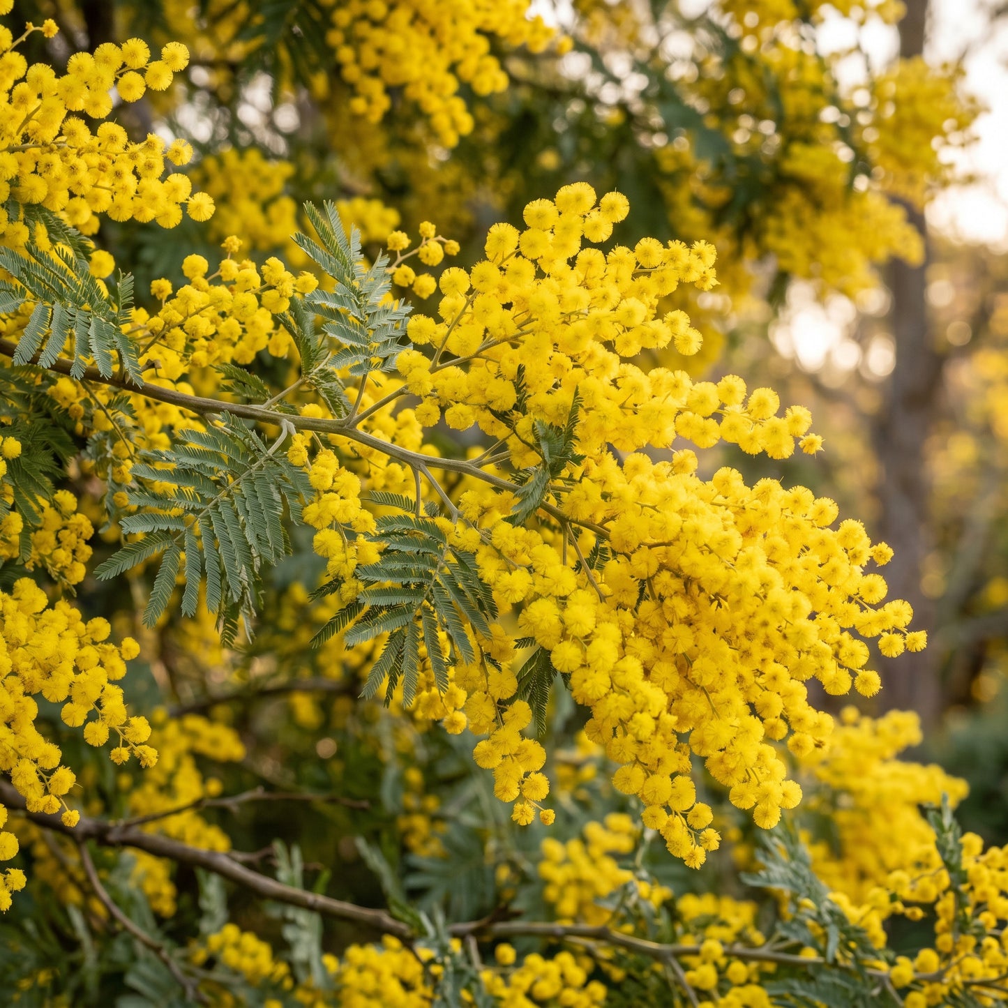 Golden Mimosa Seeds Acacia dealbata Flowering Mimosa Tree Seeds